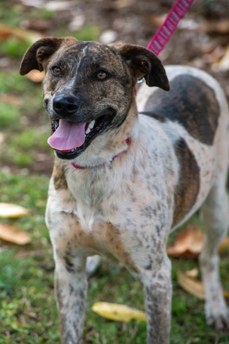 Roulette thumbnail 6