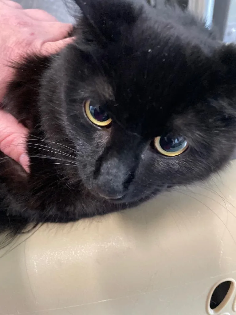 A young medium-sized female Domestic Medium Hair cat named Lucinda for adoption in Cumberland, ME