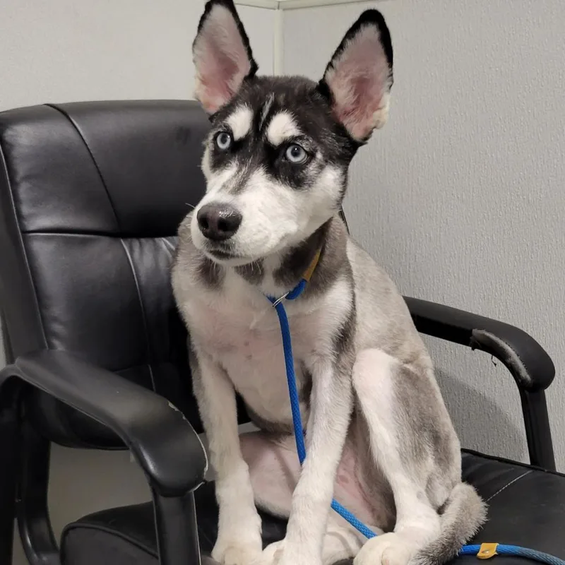 An adult large-sized female Black Husky dog named Luna for adoption in Tampa, FL