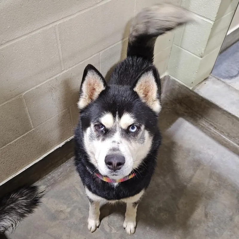 An adult large-sized male Black Siberian Husky dog named Harry for adoption in Upland, CA