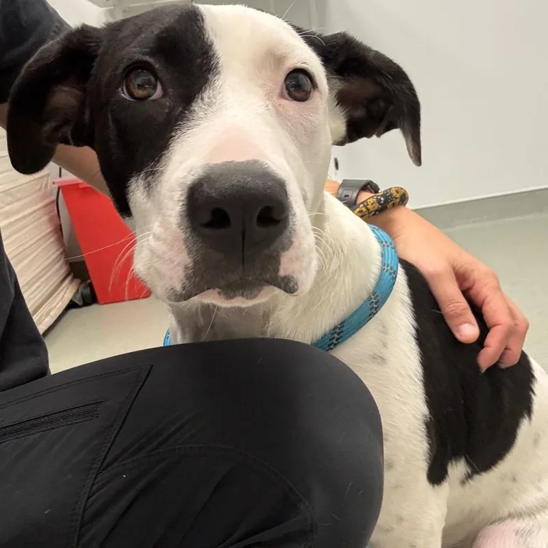 A young small-sized female White / Cream Labrador Retriever dog named Marbles for adoption in Abilene, TX