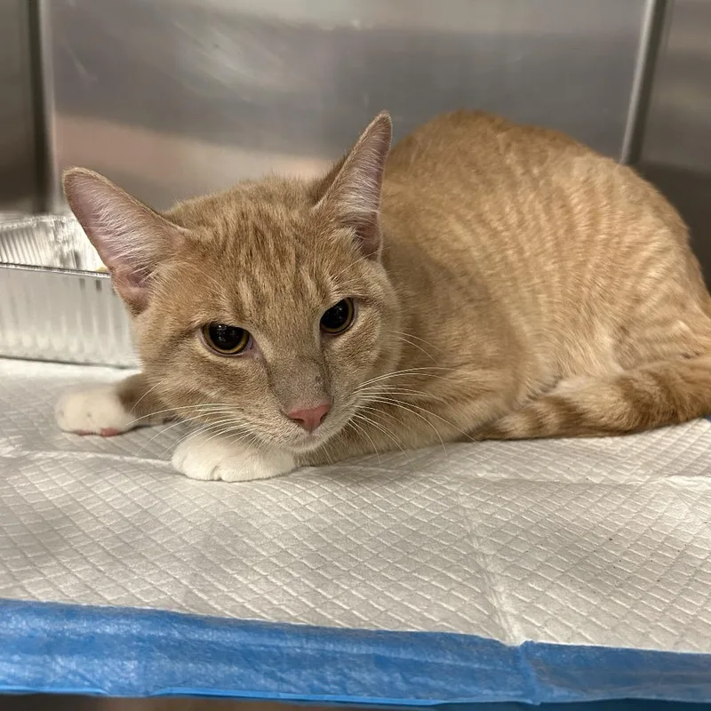 An adult large-sized male Orange / Red American Shorthair cat named Emerens for adoption in Greensboro, NC
