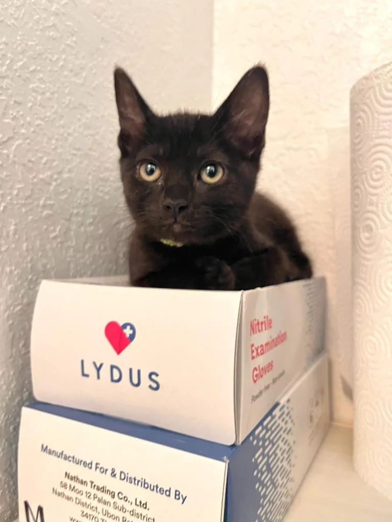 A baby small-sized female Domestic Short Hair cat named Iris for adoption in Los Angeles, CA