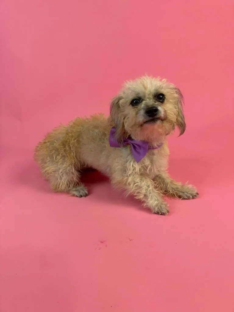 An adult small-sized female Golden Terrier dog named Maisy for adoption in Alvin, TX