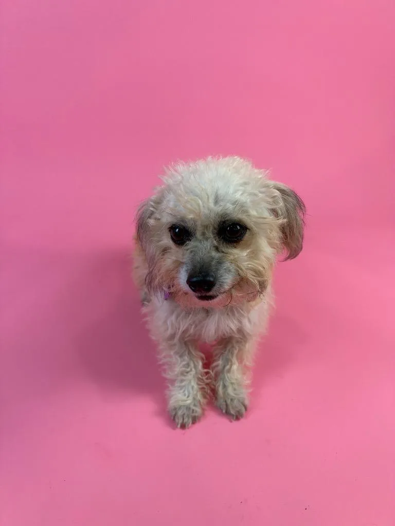 Maisy thumbnail 2