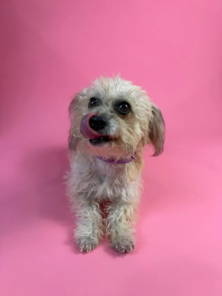 Maisy thumbnail 3