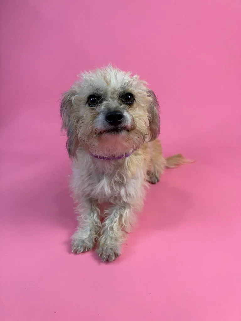 Maisy thumbnail 5