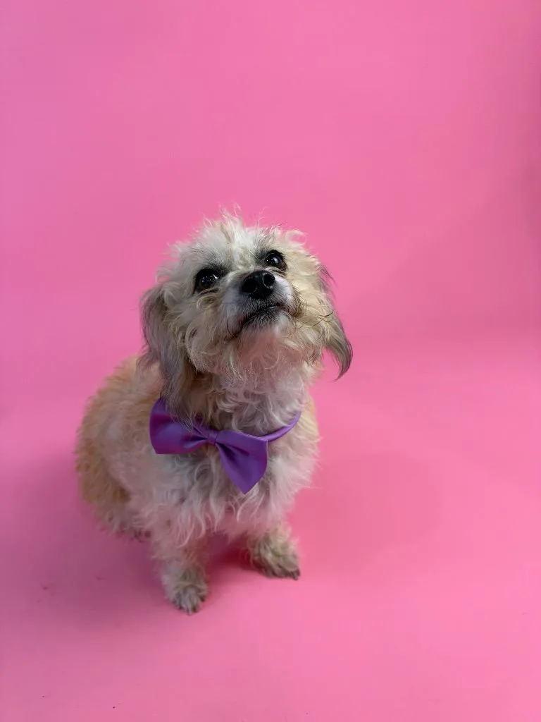 Maisy thumbnail 6