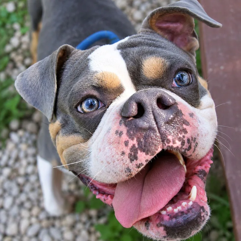 An adult medium-sized male English Bulldog dog named Guinness for adoption in Plain City, OH