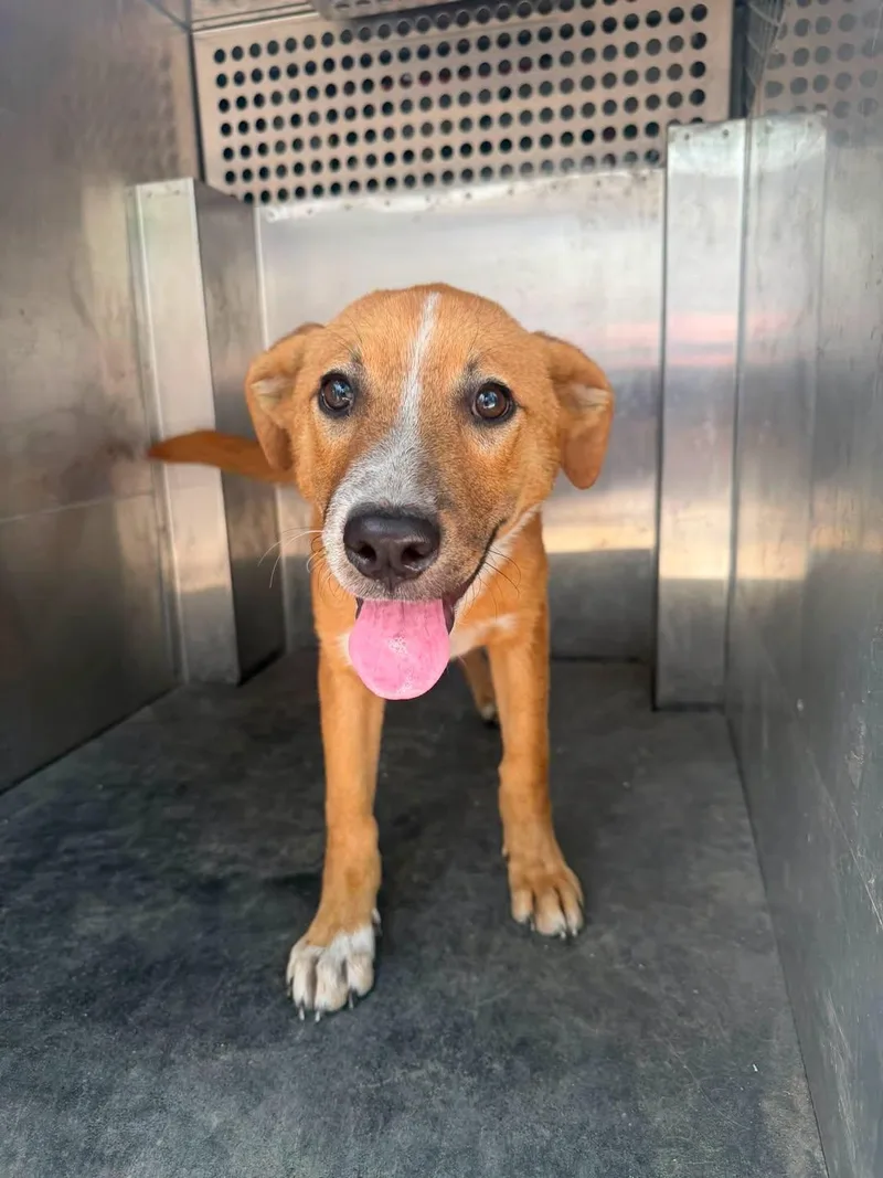 A young medium-sized male Labrador Retriever dog named Dexter for adoption in Rowlett, TX