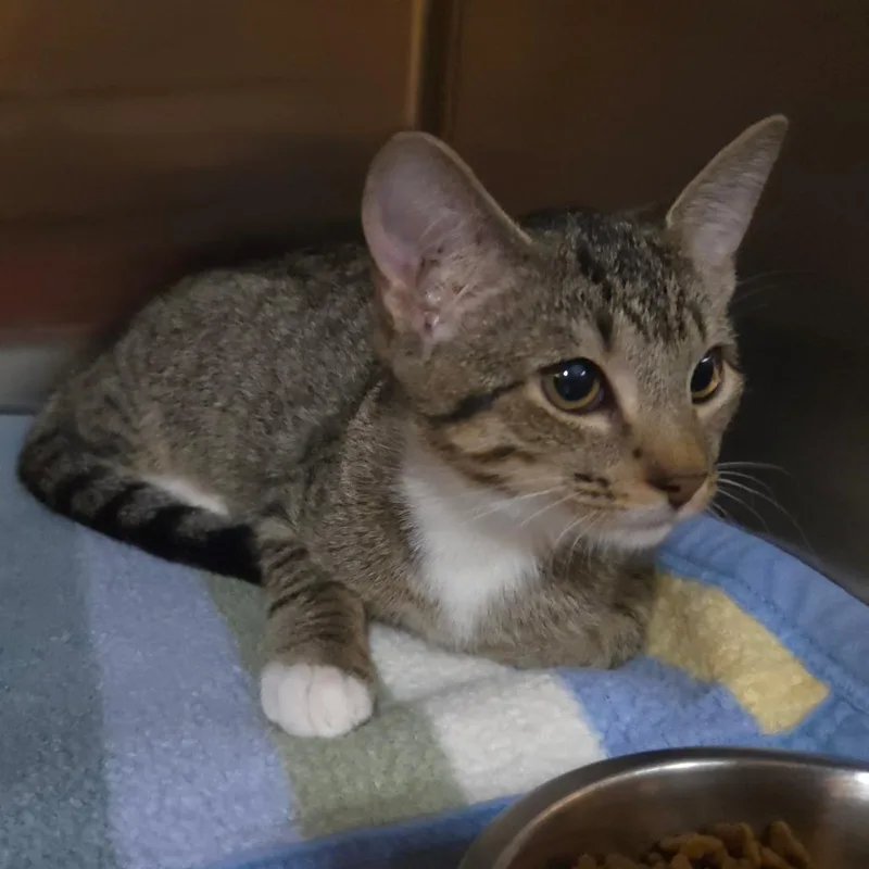 A baby small-sized female Brown / Chocolate Domestic Short Hair cat named Nia for adoption in Jessup, MD