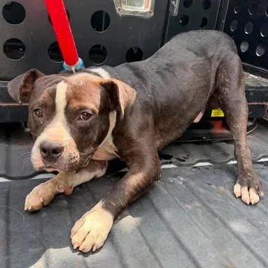 A baby large-sized male Gray / Blue / Silver Pit Bull Terrier dog named Quincy for adoption in Bastrop, TX