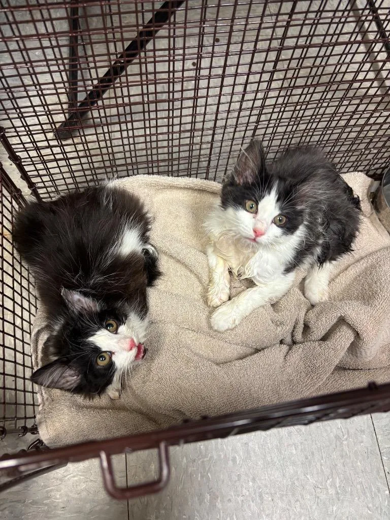 A baby medium-sized female Domestic Long Hair cat named Mabel for adoption in Sorrento, LA