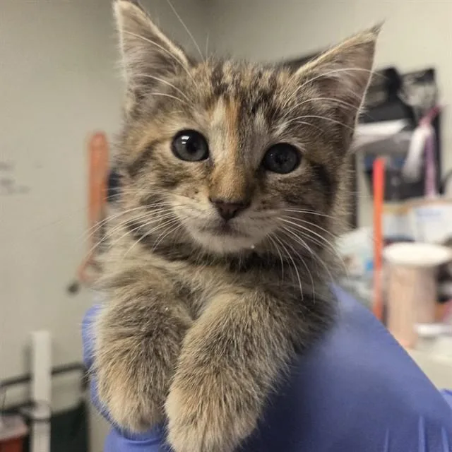 A baby small-sized female Domestic Medium Hair cat named May for adoption in Ontario, CA