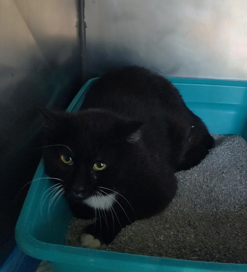 A young medium-sized male Black Domestic Short Hair cat named Jerry for adoption in Newburgh, NY