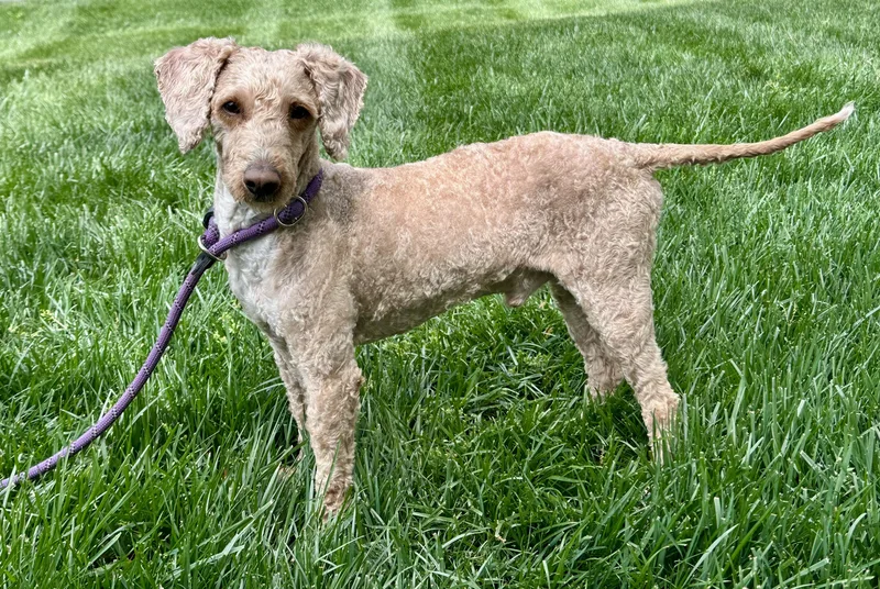 An adult small-sized male Miniature Poodle dog named Simon for adoption in Maiden, NC