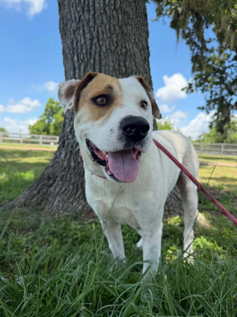 An adult medium-sized male White / Cream American Bulldog dog named Miles for adoption in Houston, TX