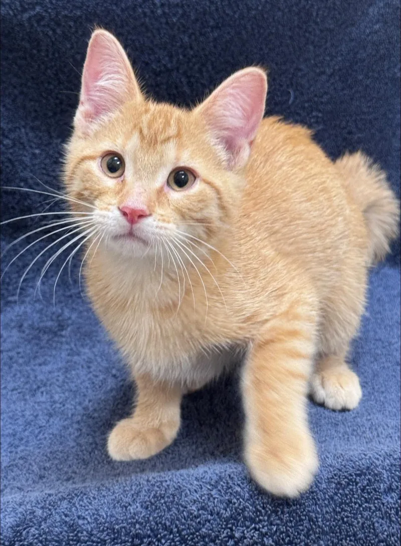 A baby small-sized male Tabby (Orange / Red) Domestic Short Hair cat named Tuffy for adoption in Hackensack, MN