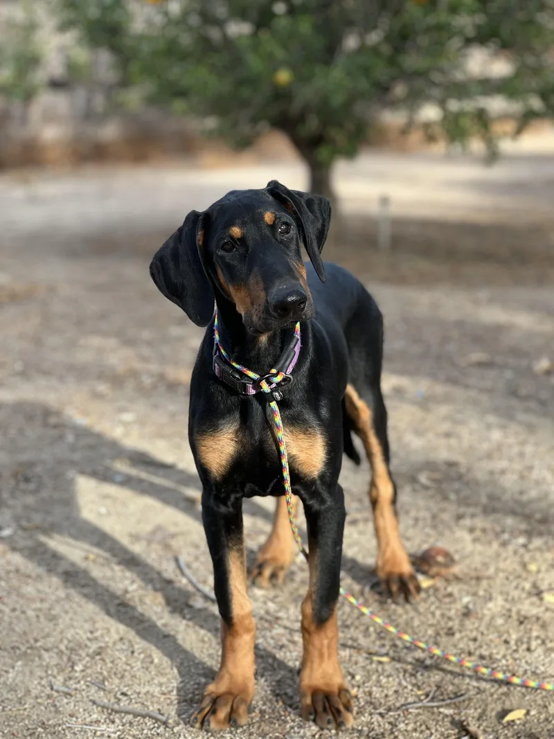 Delilah