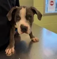 A young large-sized male Mastiff dog named Mcgriddle for adoption in Kansas City, MO