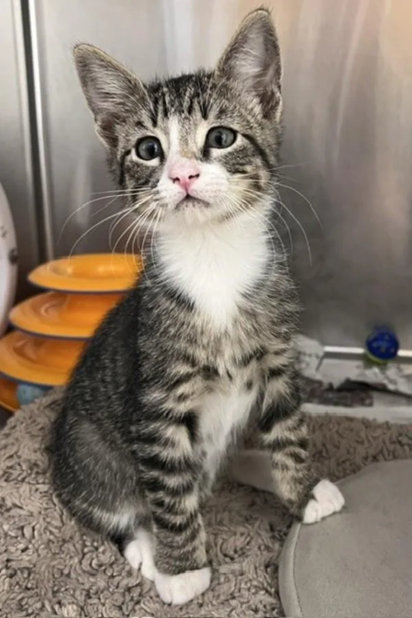 A baby small-sized male Domestic Short Hair cat named Rocky for adoption in Novato, CA