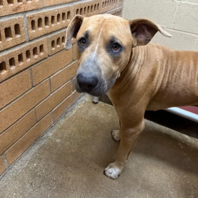 An adult large-sized male Brown / Chocolate Doberman Pinscher dog named Horton for adoption in Hartsville , TN