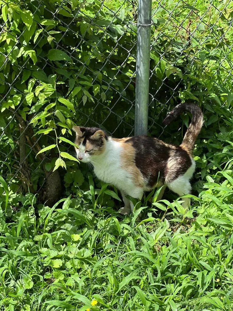An adult medium-sized female Domestic Short Hair cat named Jett for adoption in Little Rock, AR
