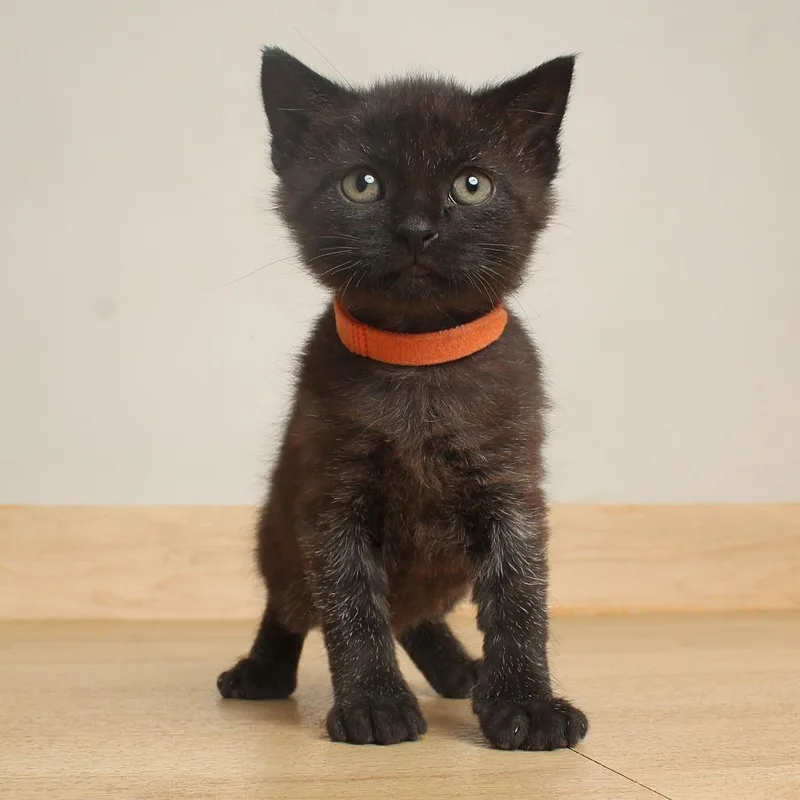 A baby small-sized male Black Domestic Short Hair cat named Mae C for adoption in Minnetonka, MN