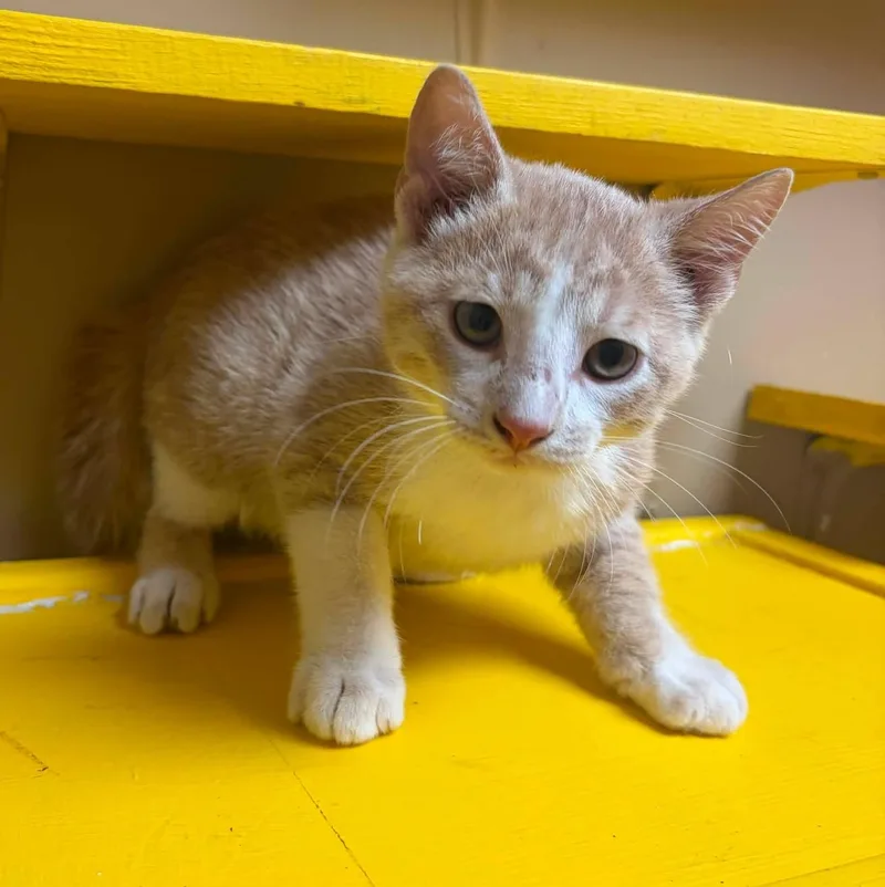 A baby medium-sized male Orange & White Domestic Short Hair cat named Edd for adoption in Maryville, MO