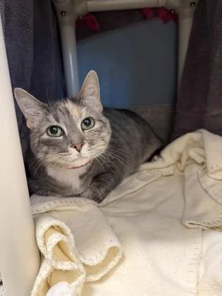 Truffles thumbnail 2