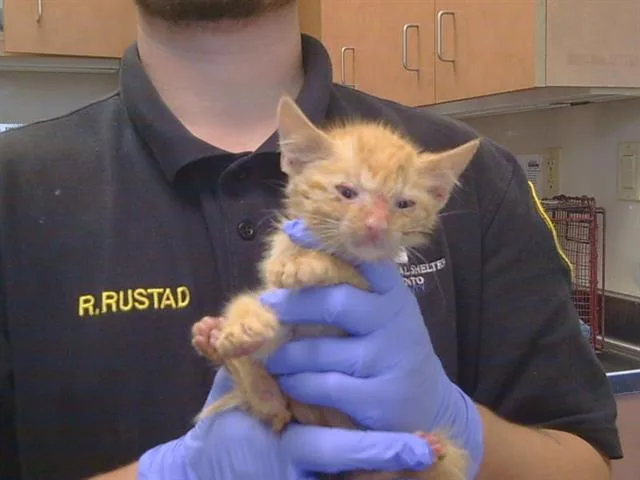 A baby small-sized male Domestic Short Hair cat named Tarzan for adoption in Sacramento, CA