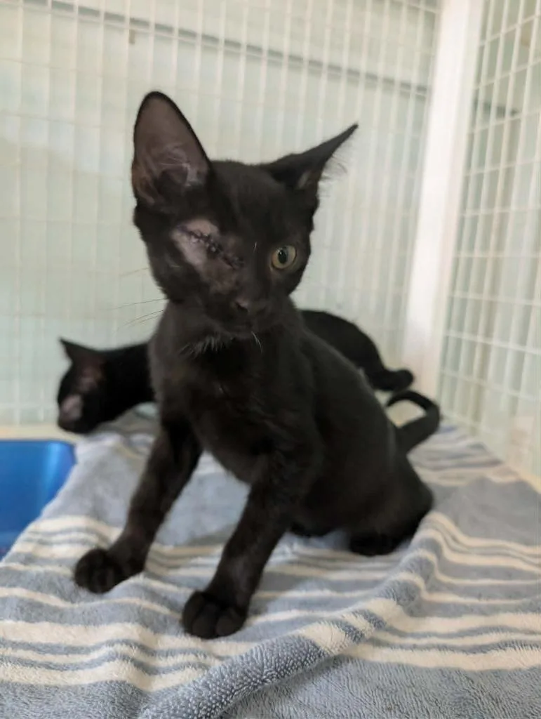 A baby medium-sized male Domestic Short Hair cat named Winkin' Willie for adoption in Kingsland, GA