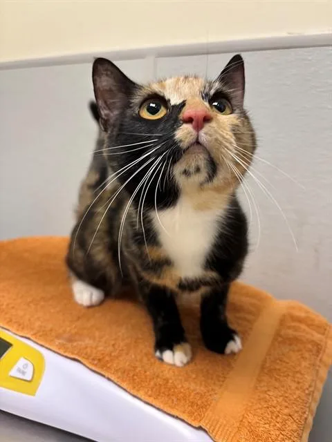 A young medium-sized female Domestic Short Hair cat named Oeiras for adoption in Leesburg, VA