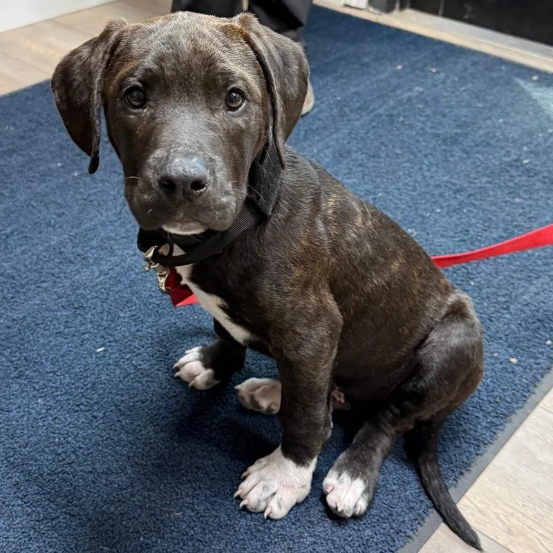 A young medium-sized male Brown / Chocolate Mixed Breed dog named Henry for adoption in Lake Panasoffkee, FL