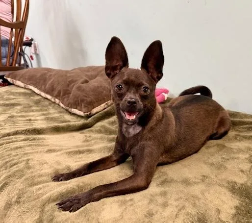 A young small-sized female Brown / Chocolate Chihuahua dog named Roxie for adoption in Walnut Creek, CA