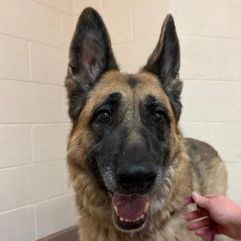 A senior large-sized female German Shepherd Dog dog named Autumn for adoption in Reno, NV