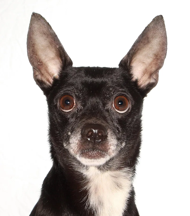 Toby thumbnail 3