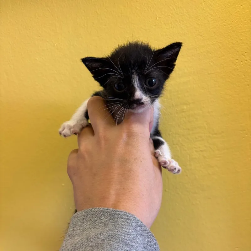 A baby small-sized female Black Domestic Short Hair cat named Sia for adoption in Webster, TX