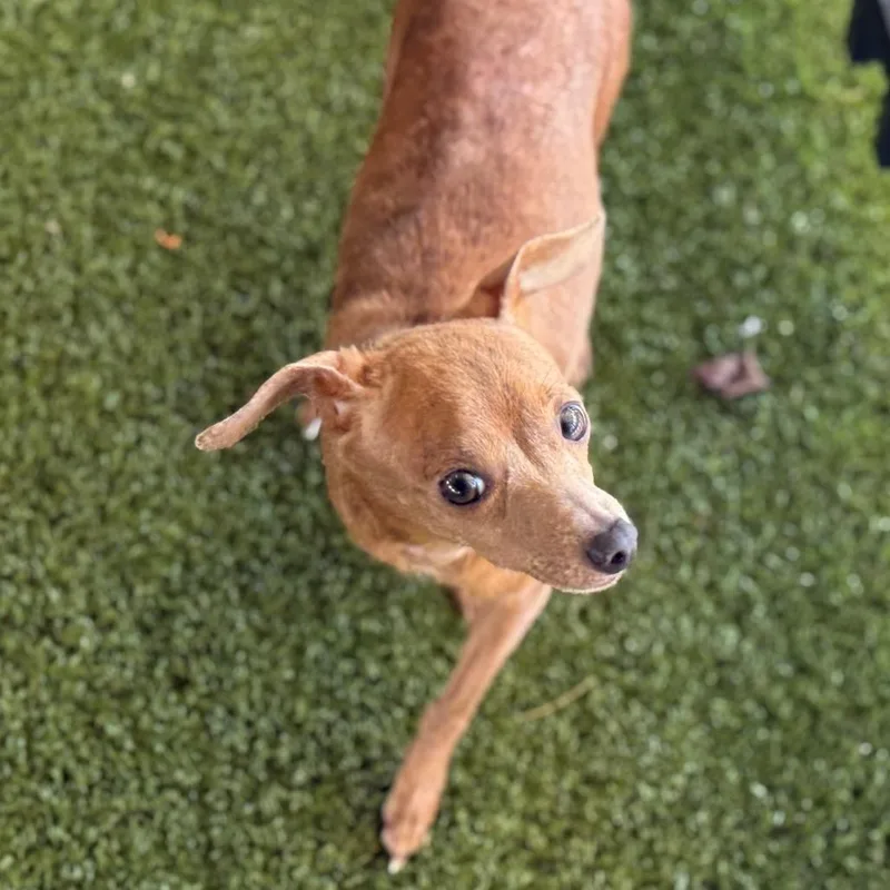 An adult small-sized female Brown / Chocolate Dachshund dog named Cindy for adoption in West Palm Beach, FL