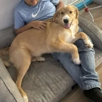 A young large-sized male Golden Retriever dog named Kash for adoption in Houston, TX