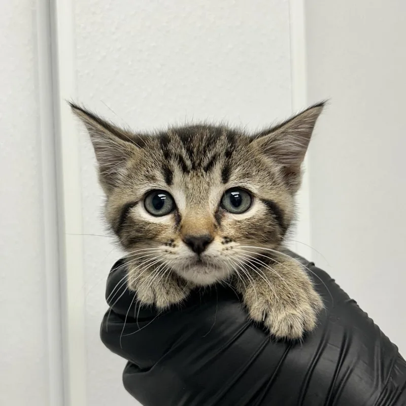 A baby small-sized female Brown / Chocolate Domestic Short Hair cat named Plasmoid for adoption in Abilene, TX