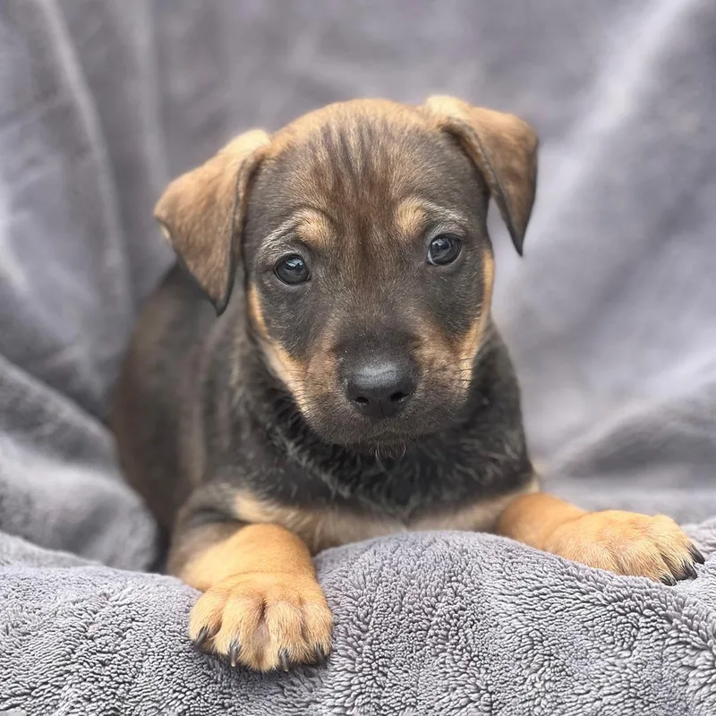 A baby large-sized male Shepherd dog named Dakota Pup  Rupert for adoption in San Diego, CA
