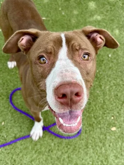 A young large-sized female Brown / Chocolate Mixed Breed dog named Yellow Polka Dot Bikini for adoption in Wichita, KS