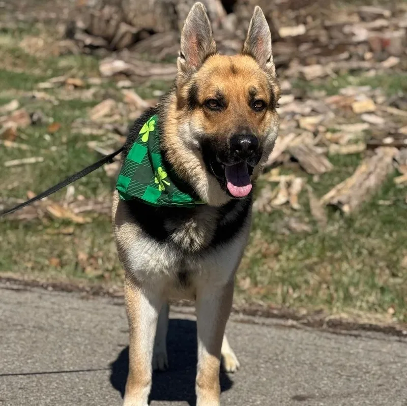 Señor Clyde thumbnail 2