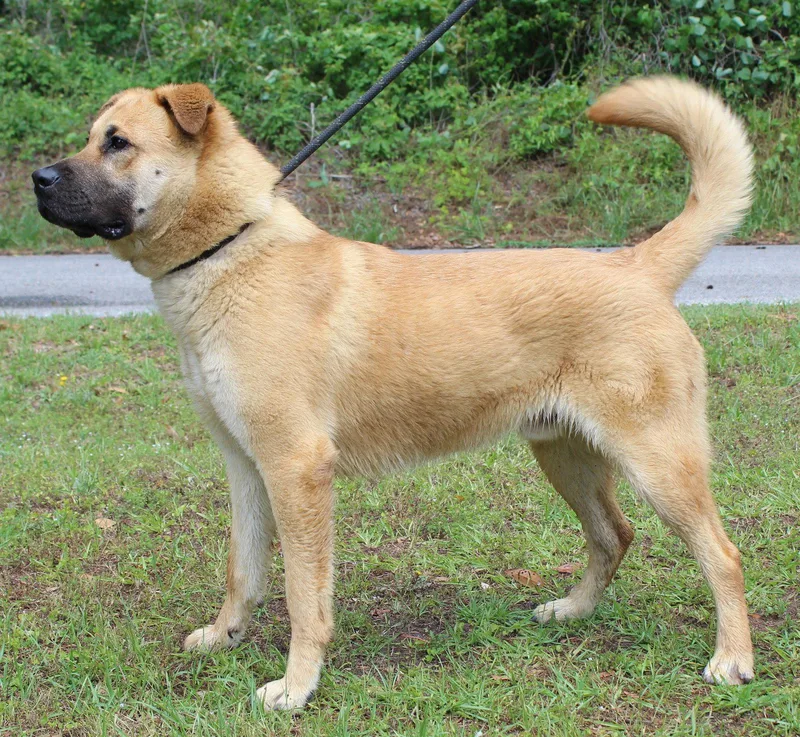A young large-sized male Shepherd dog named Bear for adoption in Prattville, AL