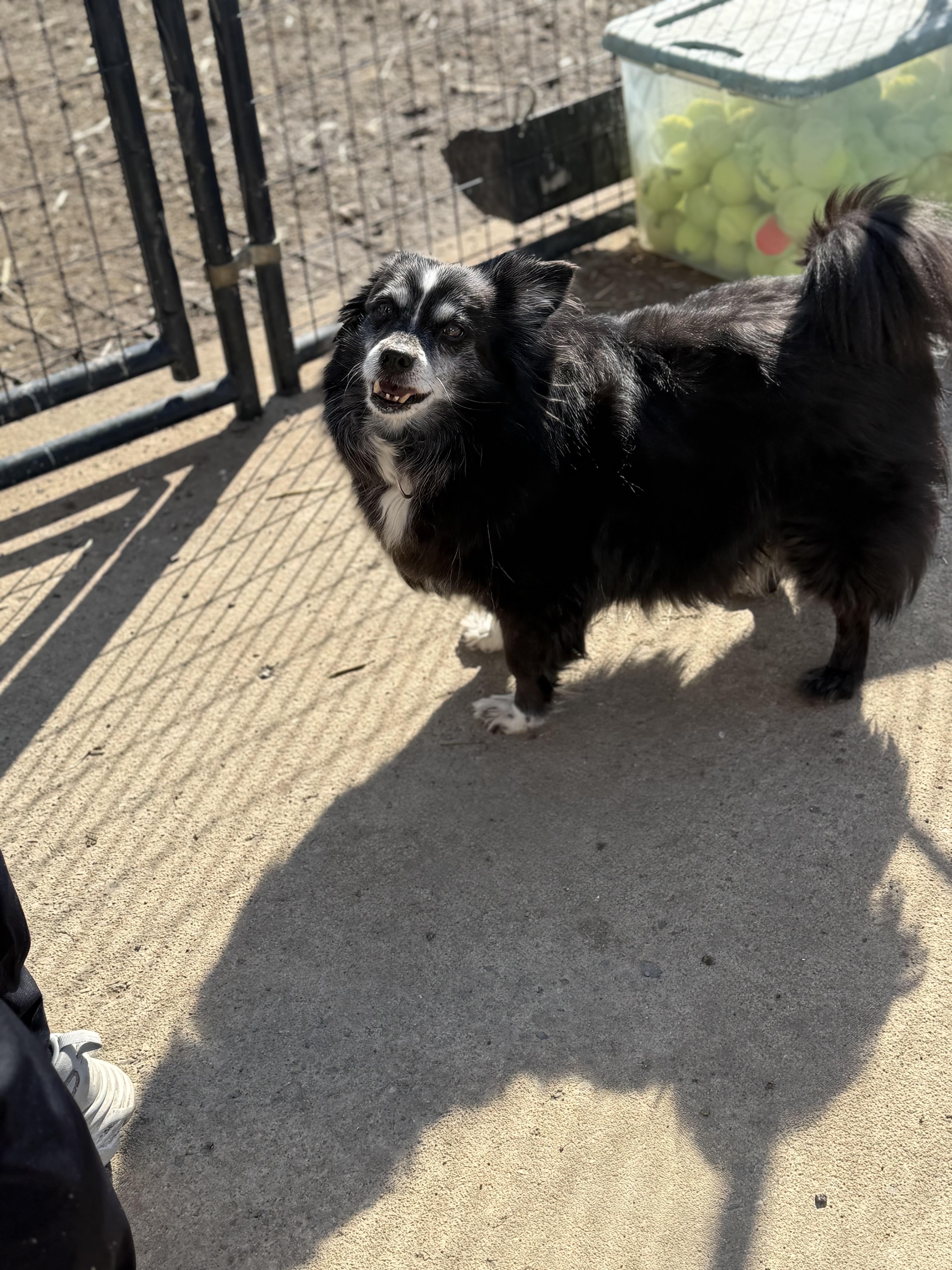 Morticia thumbnail 2