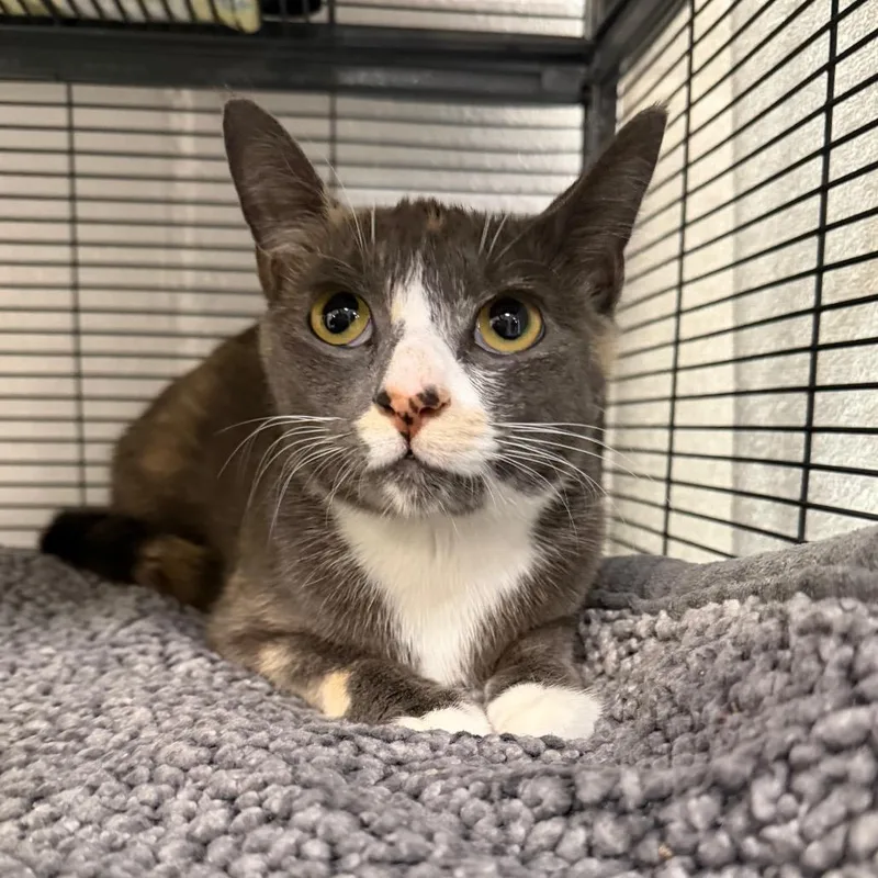 An adult medium-sized female Calico Domestic Short Hair cat named Sally for adoption in Hampton Bays, NY