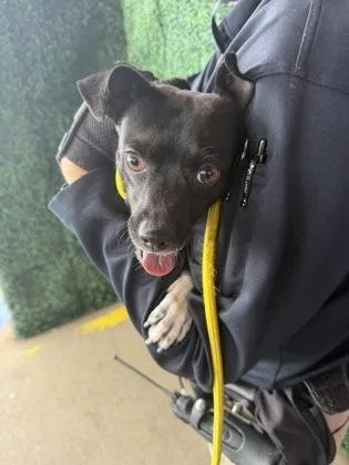 A young small-sized male Mixed Breed dog named 61791792 for adoption in El Paso, TX