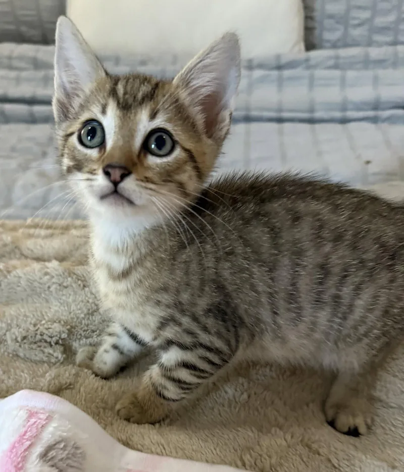 A baby medium-sized male Tabby cat named Zazu for adoption in Royal Palm Beach, FL