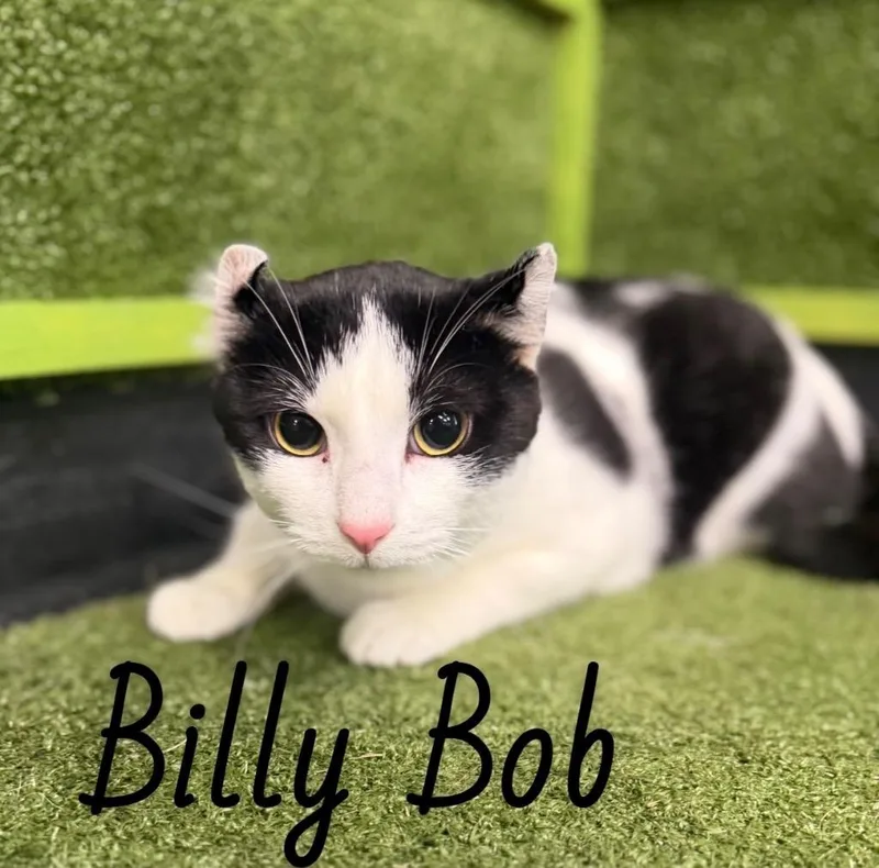 A young large-sized male Domestic Short Hair cat named Billy Bob for adoption in Hopkinsville, KY